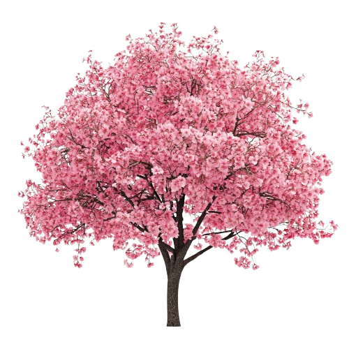 Cherry blossom tree